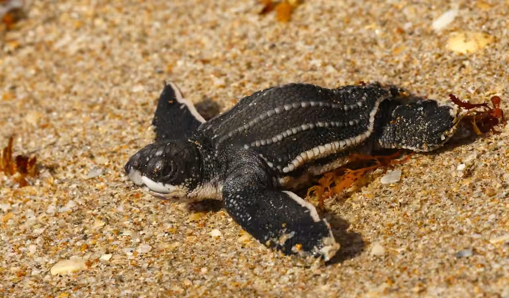 Tortue luth, Juvénile