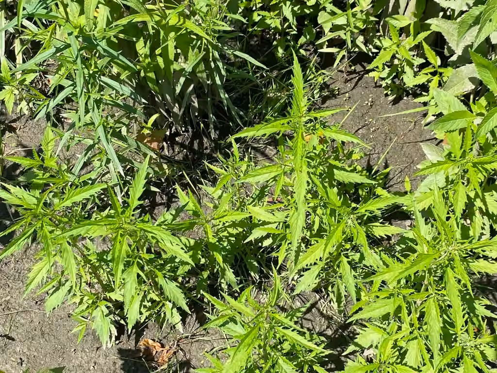 Lycope d'Amérique, Sans fleurs ni fruits