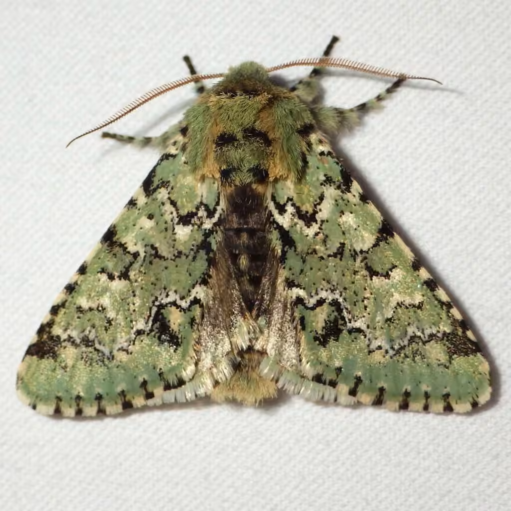 Major Sallow, Adulte