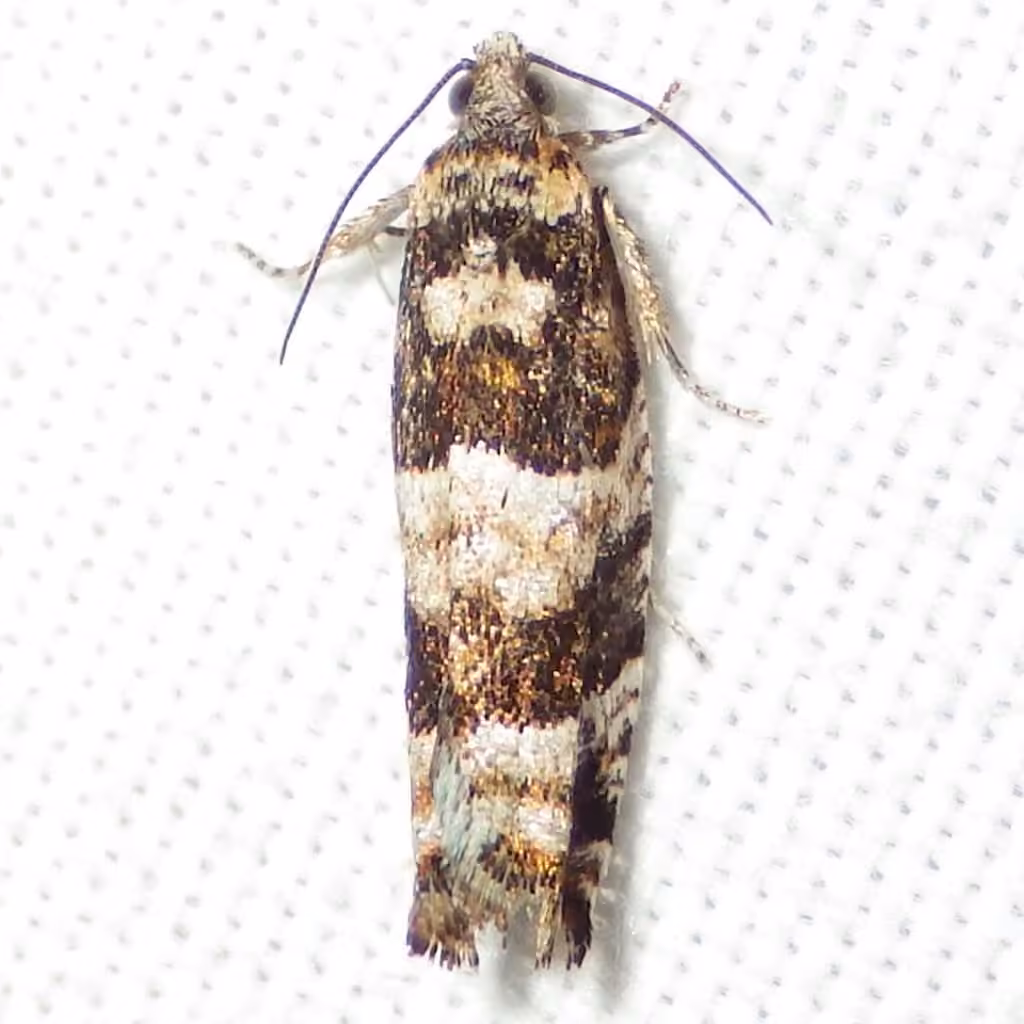 Pseudexentera maracana, Adulte