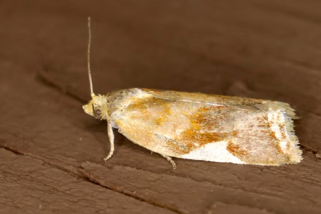 Tortrix à triangle blanc, photo 3 sur 5