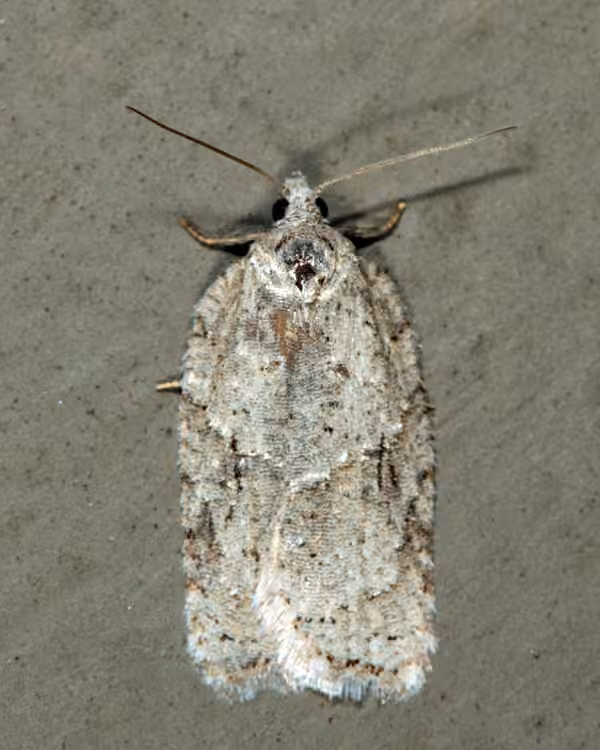 North American Black-headed Birch Leaffolder Moth, Adulte