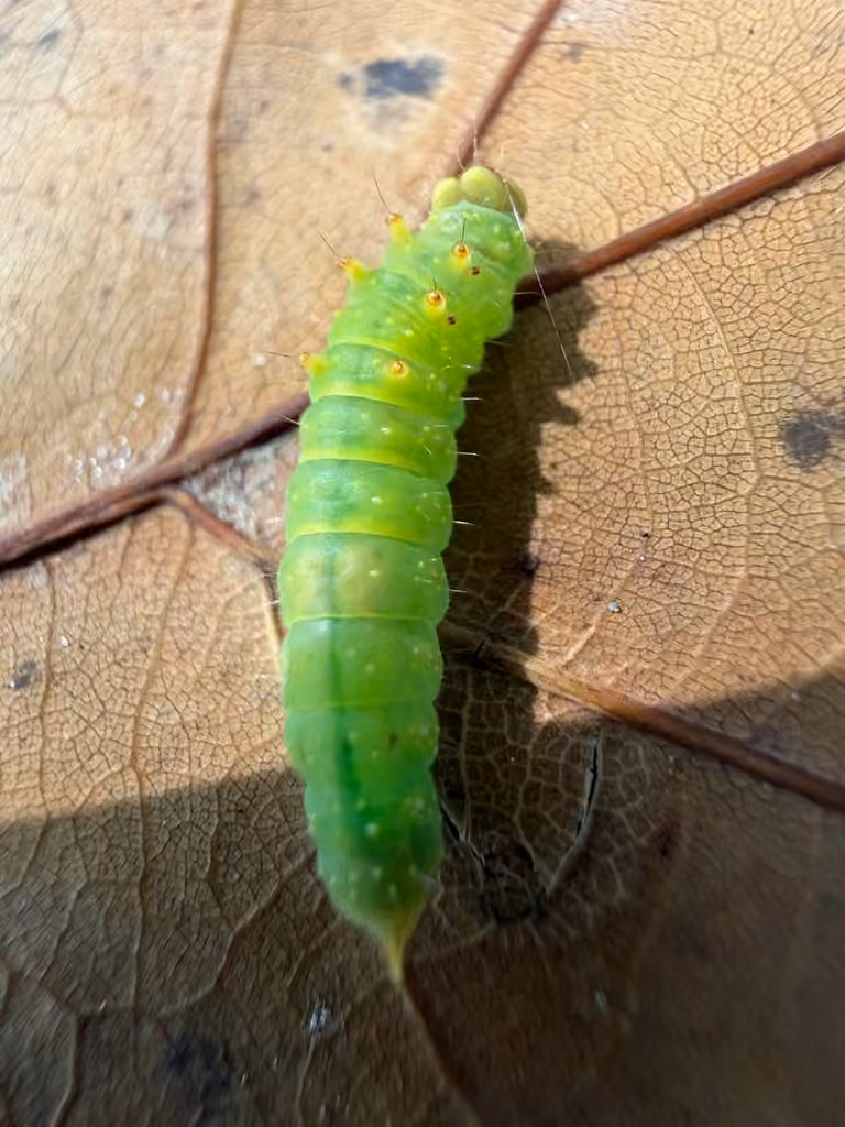 Faucille lignée, Chenille