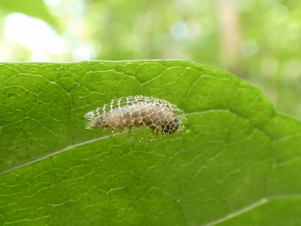 Shaggy-spotted Wockia, Chenille