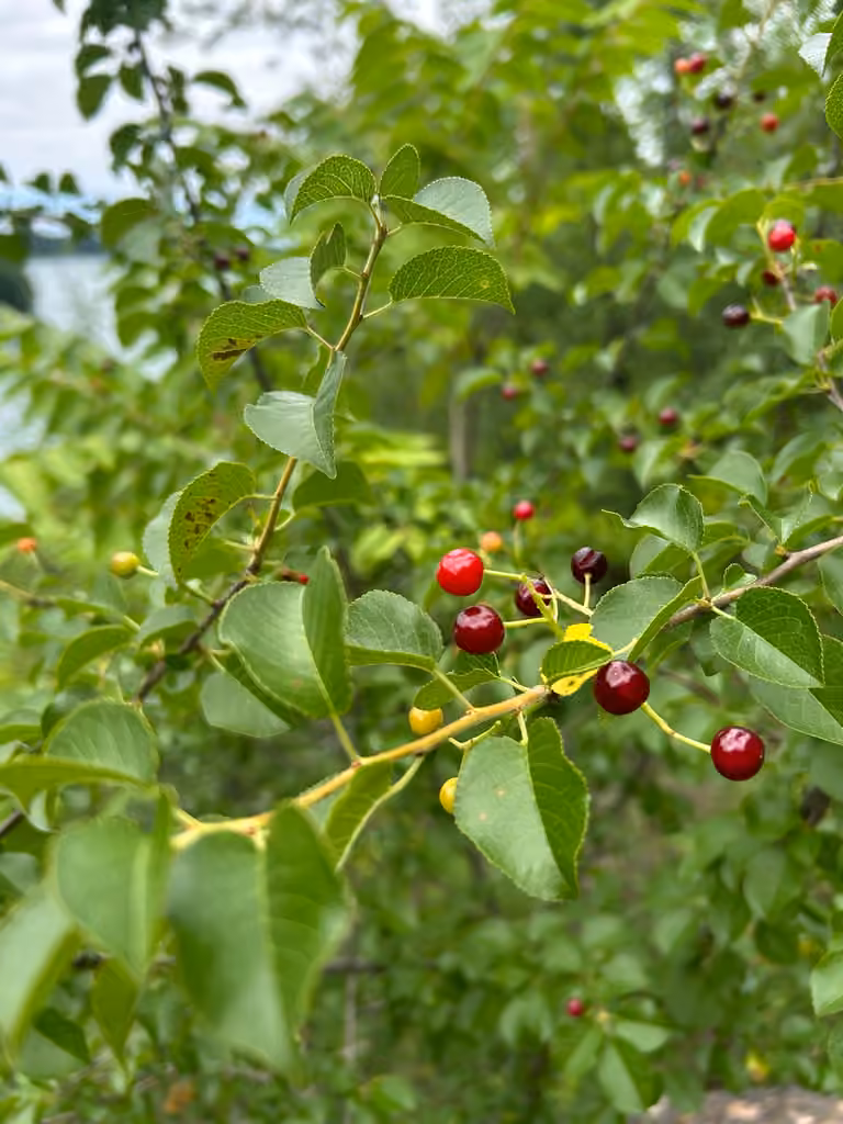 Cerisier de Sainte-Lucie, En fruits
