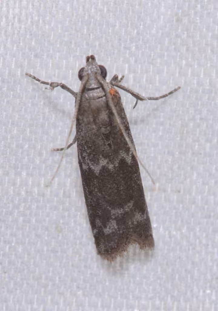 Eurythmia angulella, Adult