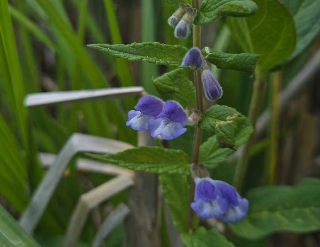 Scutellaire toque, En fleurs