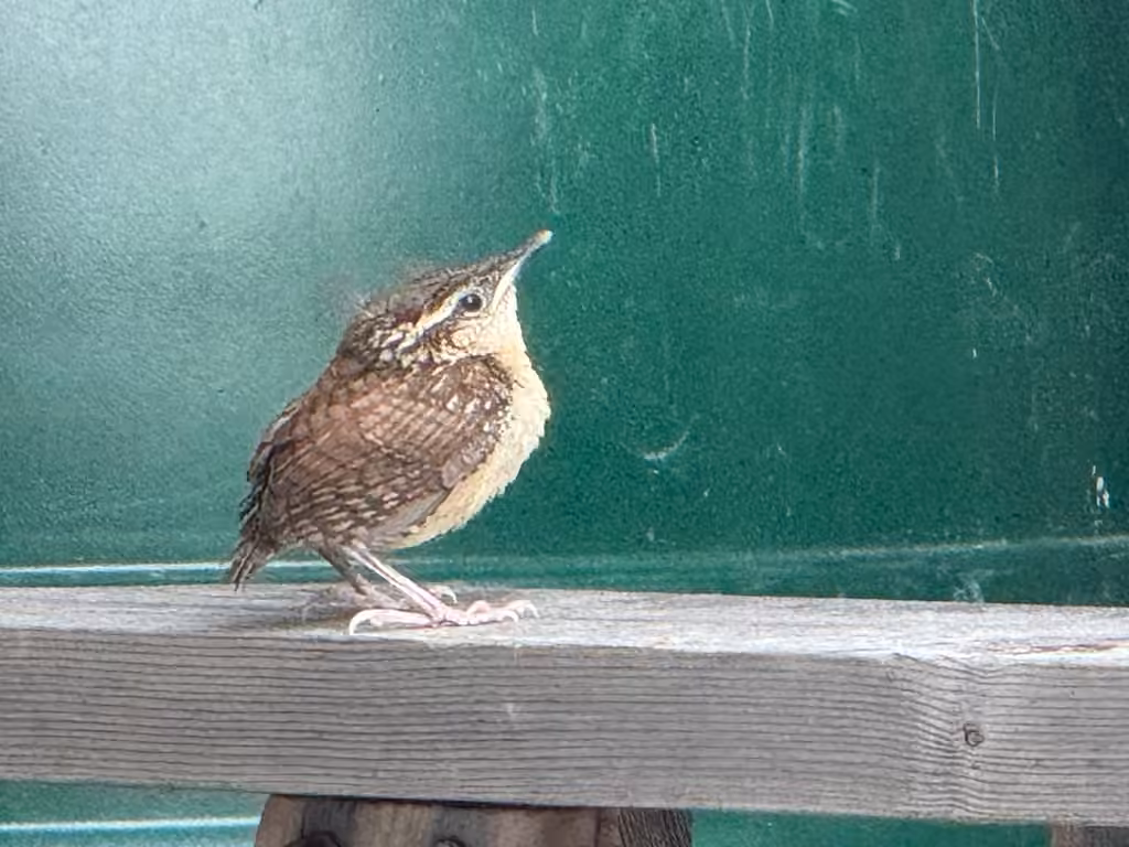 Carolina Wren, Juvenile