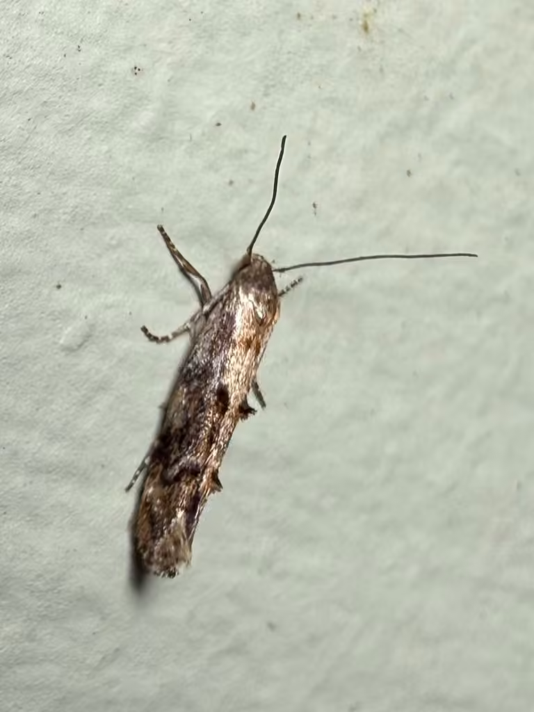 Mompha idaei, photo 3 of 5