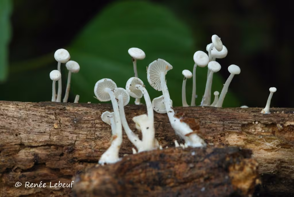 Resinomycena rhododendri, photo 1 sur 5
