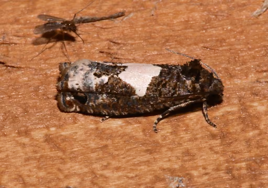 Bidens Borer Moth, photo 3 sur 5