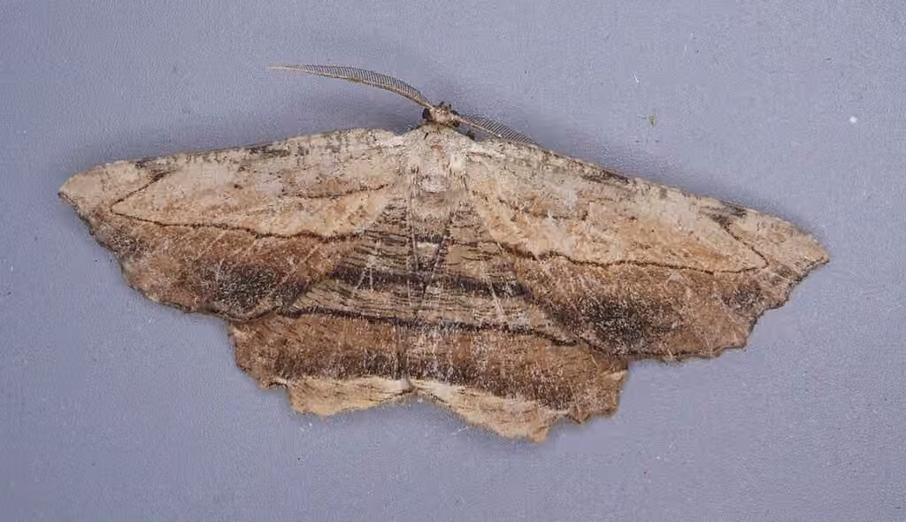 Lytrosie brune, Mâle