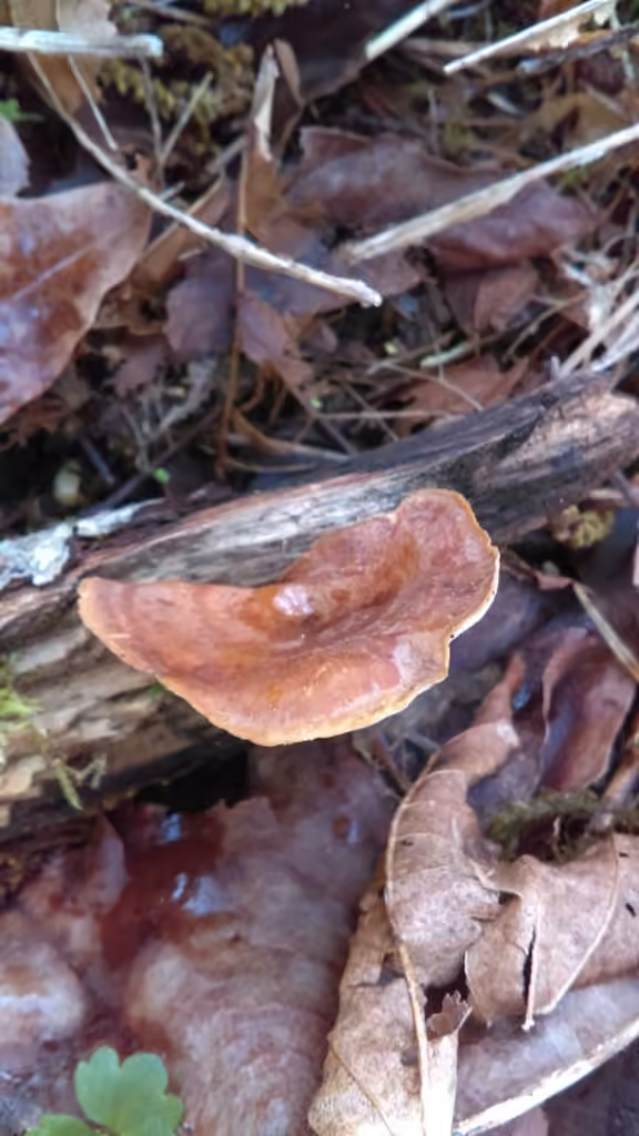 Polypore variable, photo 2 sur 5