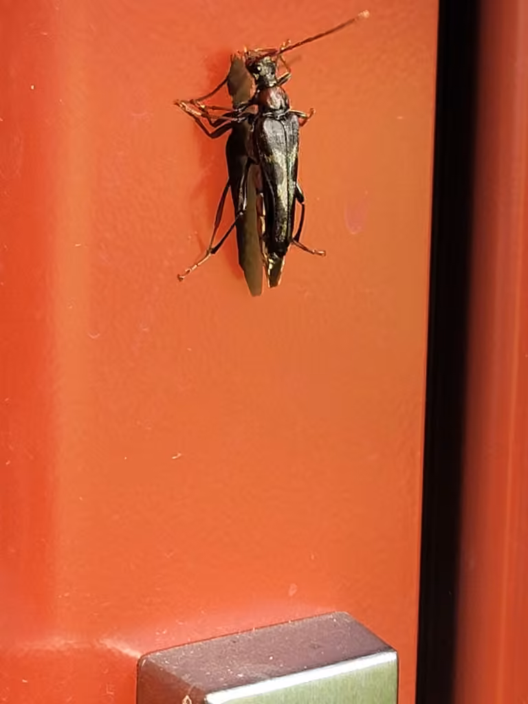Longicorne scalaire, Femelle