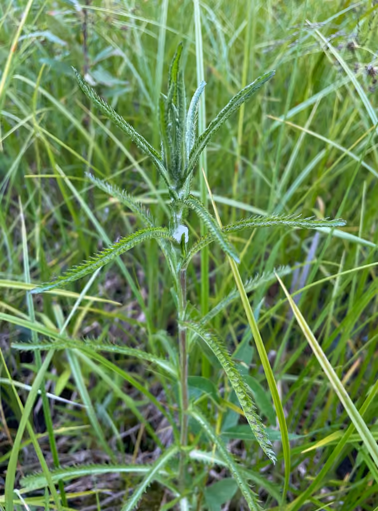 Siberian yarrow, No flowers or fruits