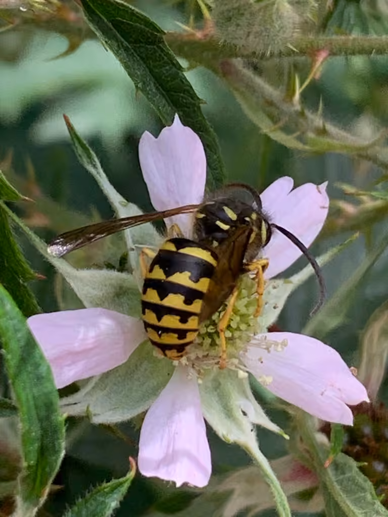 Guêpe jaune, Mâle