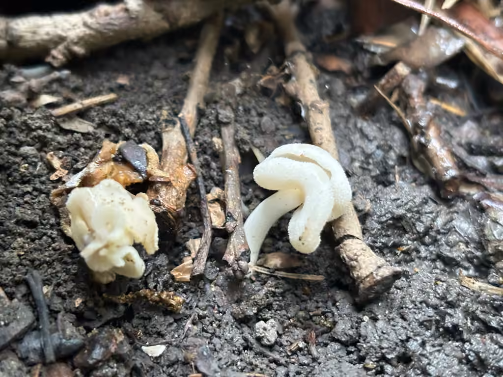 Helvella levis, photo 2 of 5