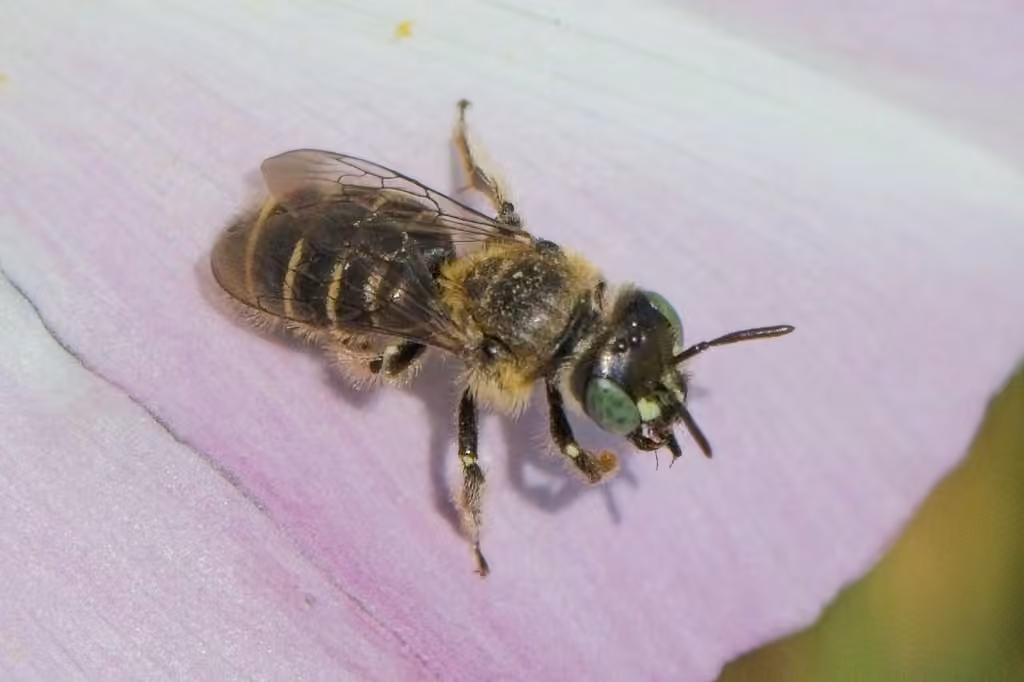 Eastern Miner Bee, Female