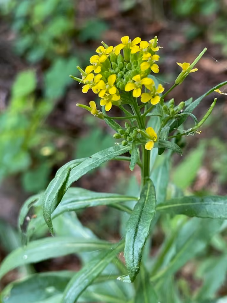 Wormseed mustard, In flower