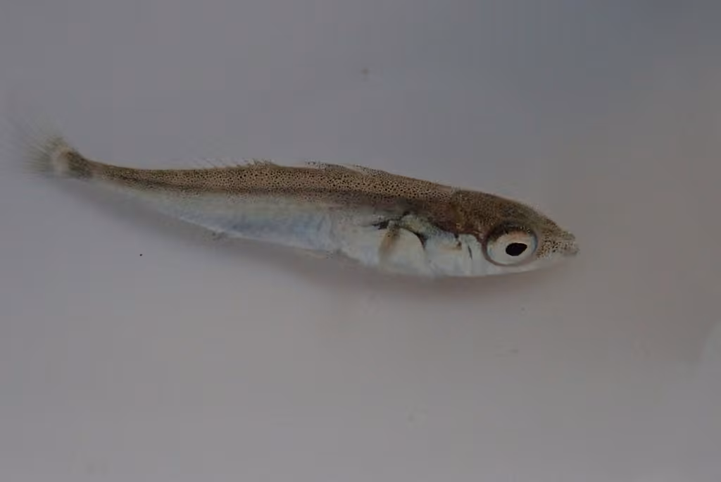Épinoche à trois épines, Juvénile