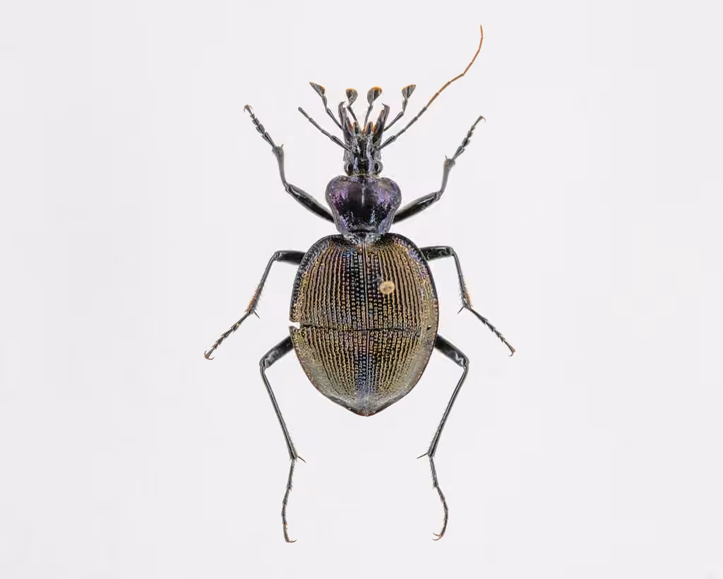 Bereft Snail-eating Beetle, photo 3 of 5