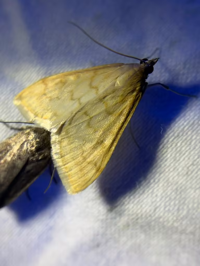 Hahncappsia pergilvalis, photo 3 of 5