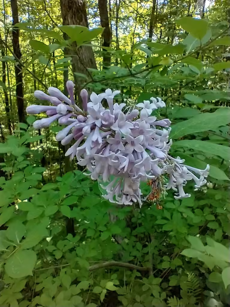 Lilas de Hongrie, En fleurs
