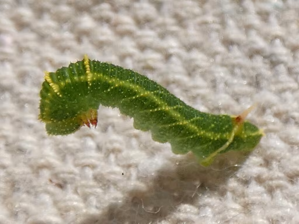 Modest Sphinx, Caterpillar