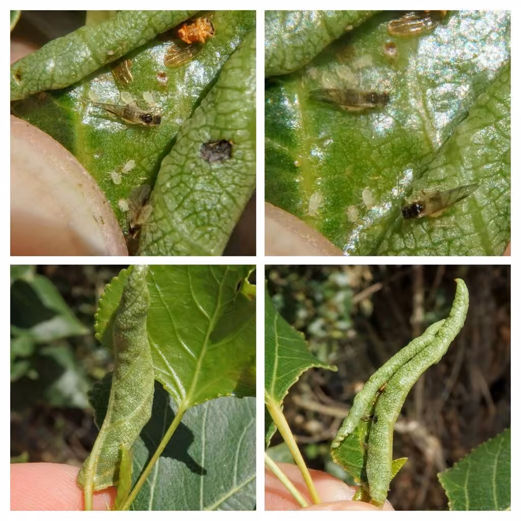 Black-poplar leaf aphid, Gall