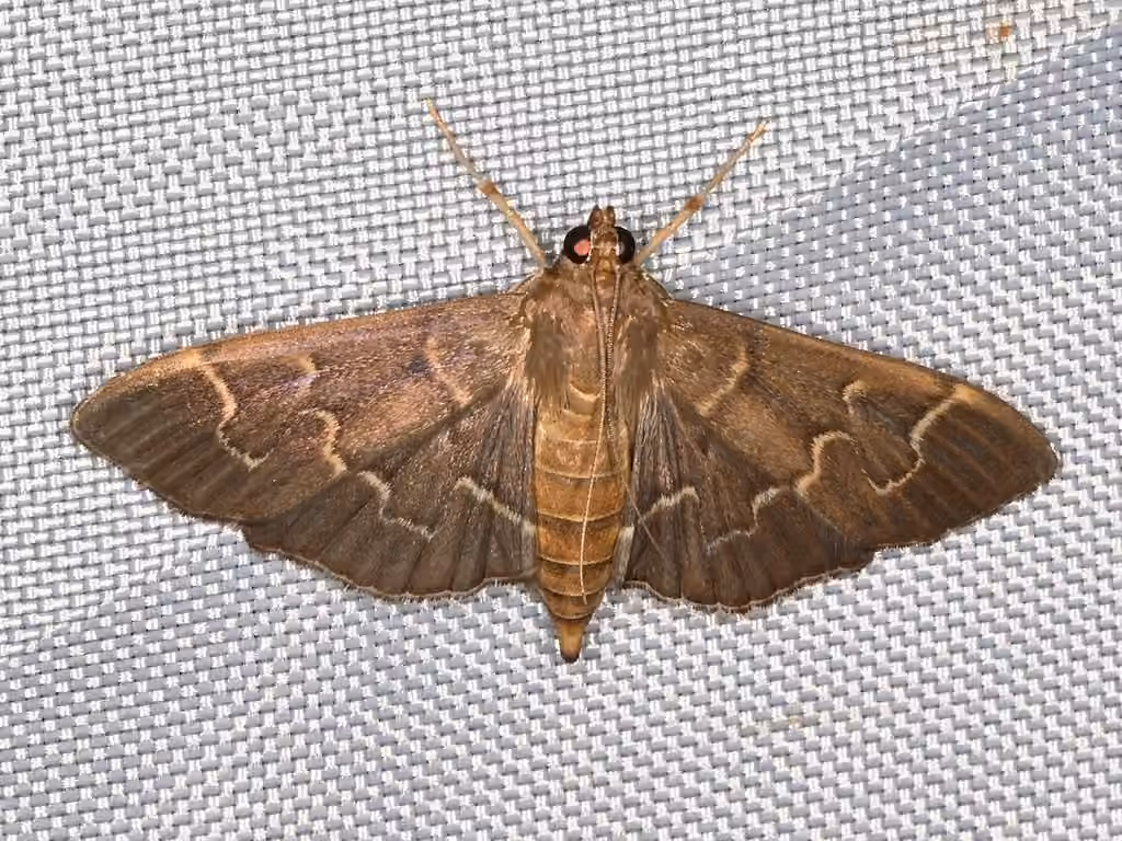 Scraped Pilocrocis Moth, photo 3 of 5