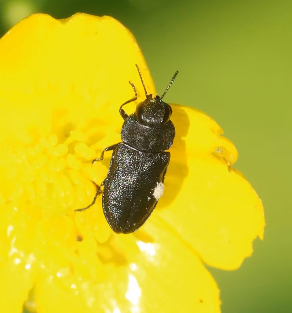Dandelion Anthaxia Beetle, photo 2 of 5