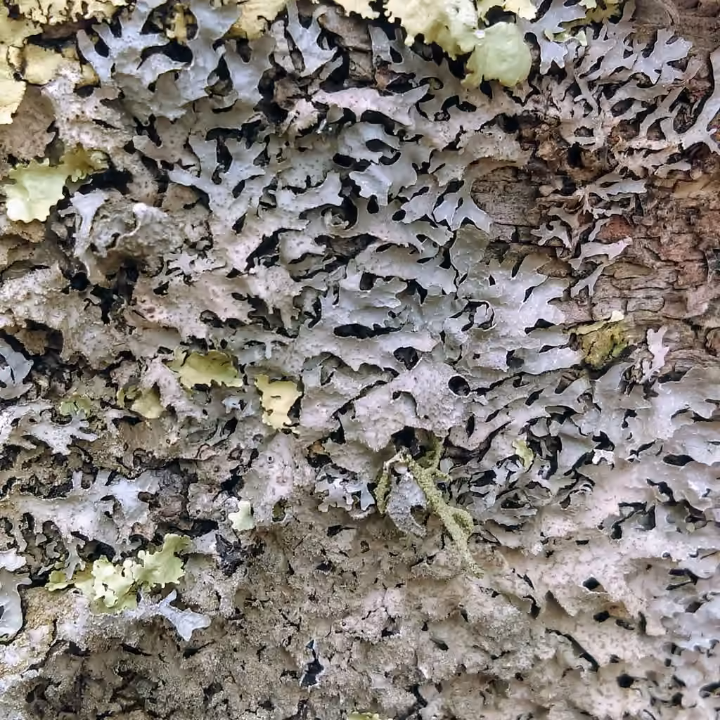 Parmélie squarreuse, photo 1 sur 5