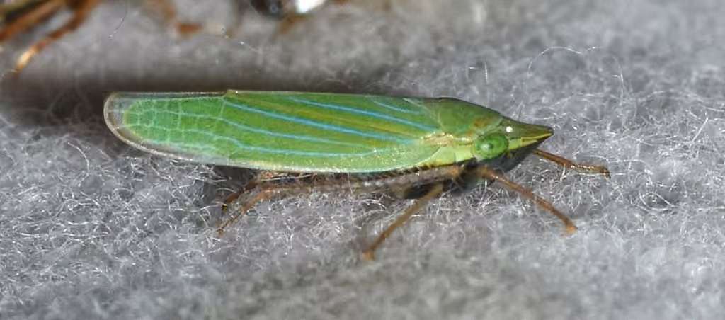 Cicadelle verte à nervures bleues, Mâle