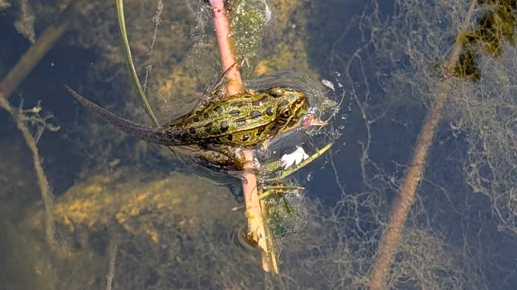 Grenouille léopard, Juvénile