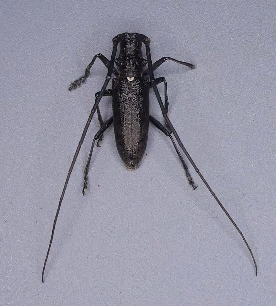 Longicorne noir, Mâle