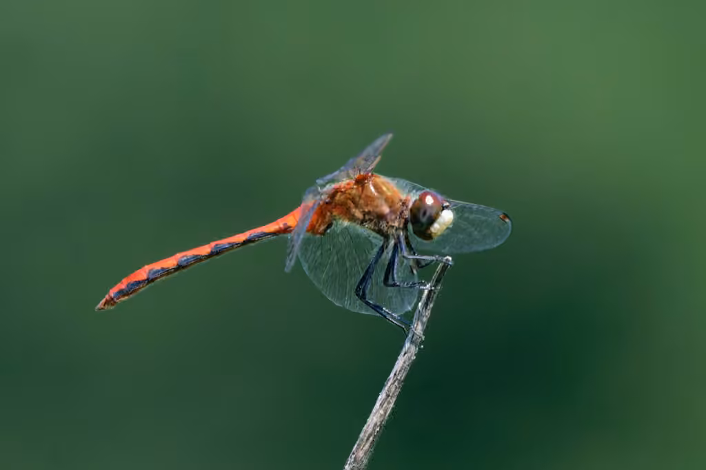 White-faced Meadowhawk, Male
