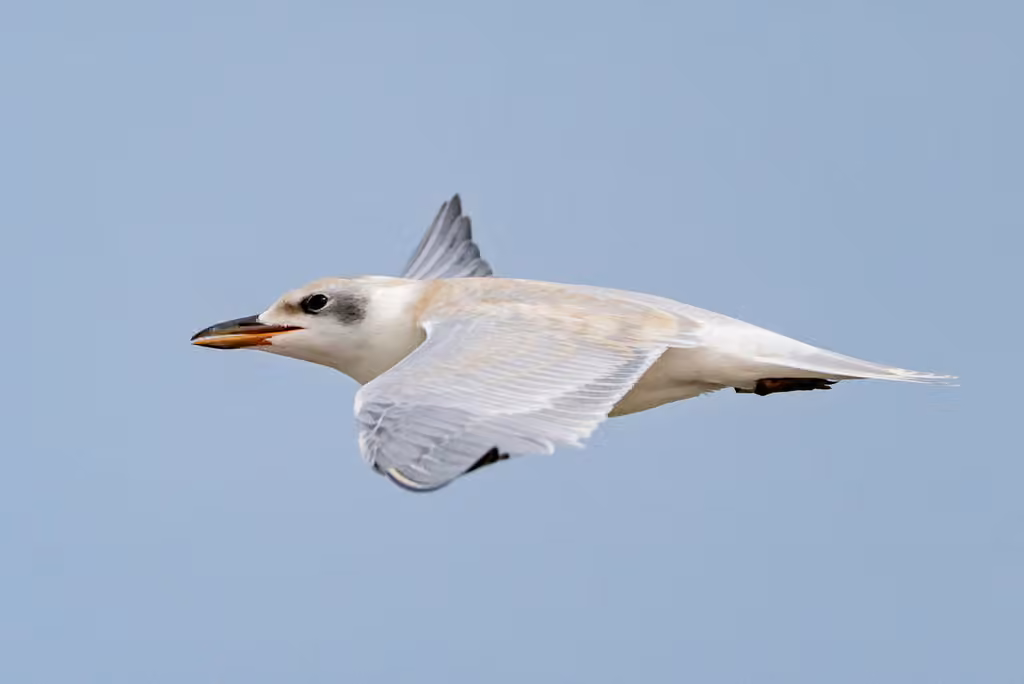 Gull-billed Tern, Juvenile