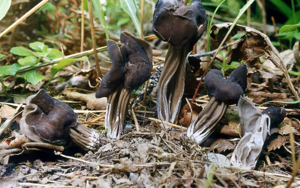 Dark elfin saddle, photo 3 of 5