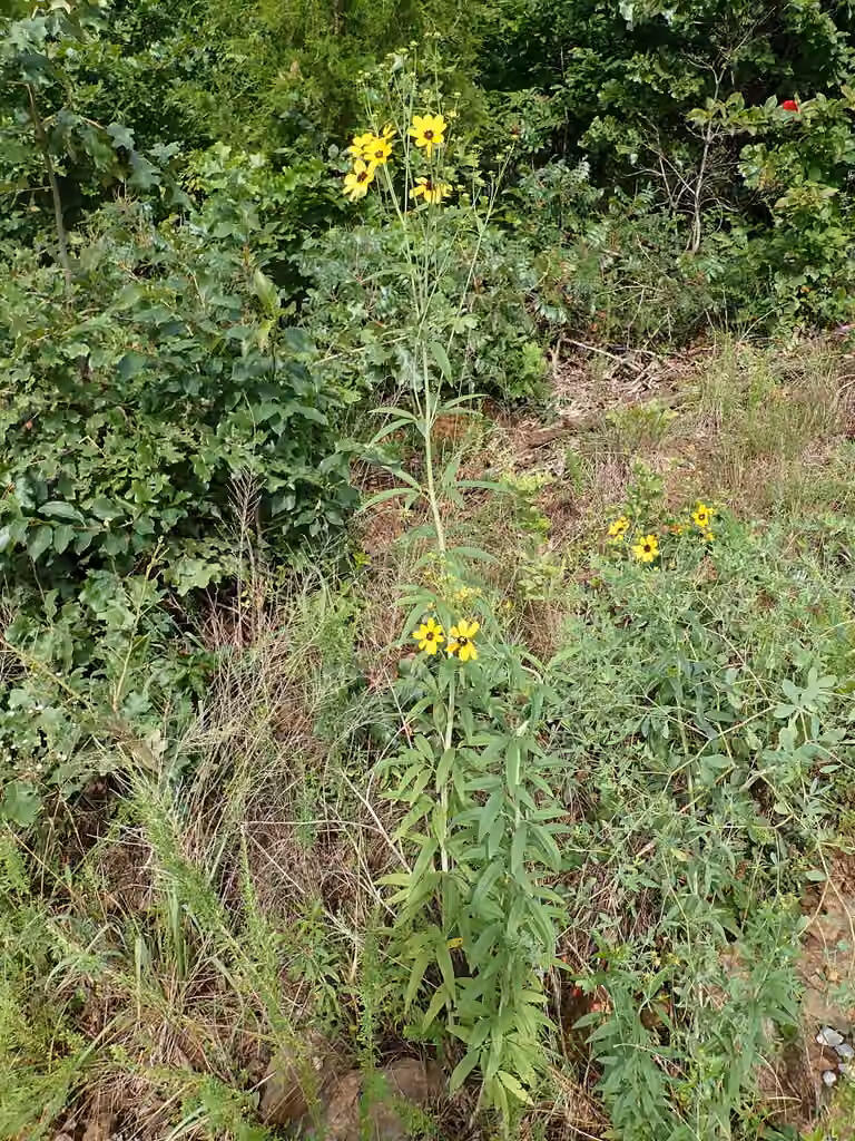 Tall tickseed, In flower