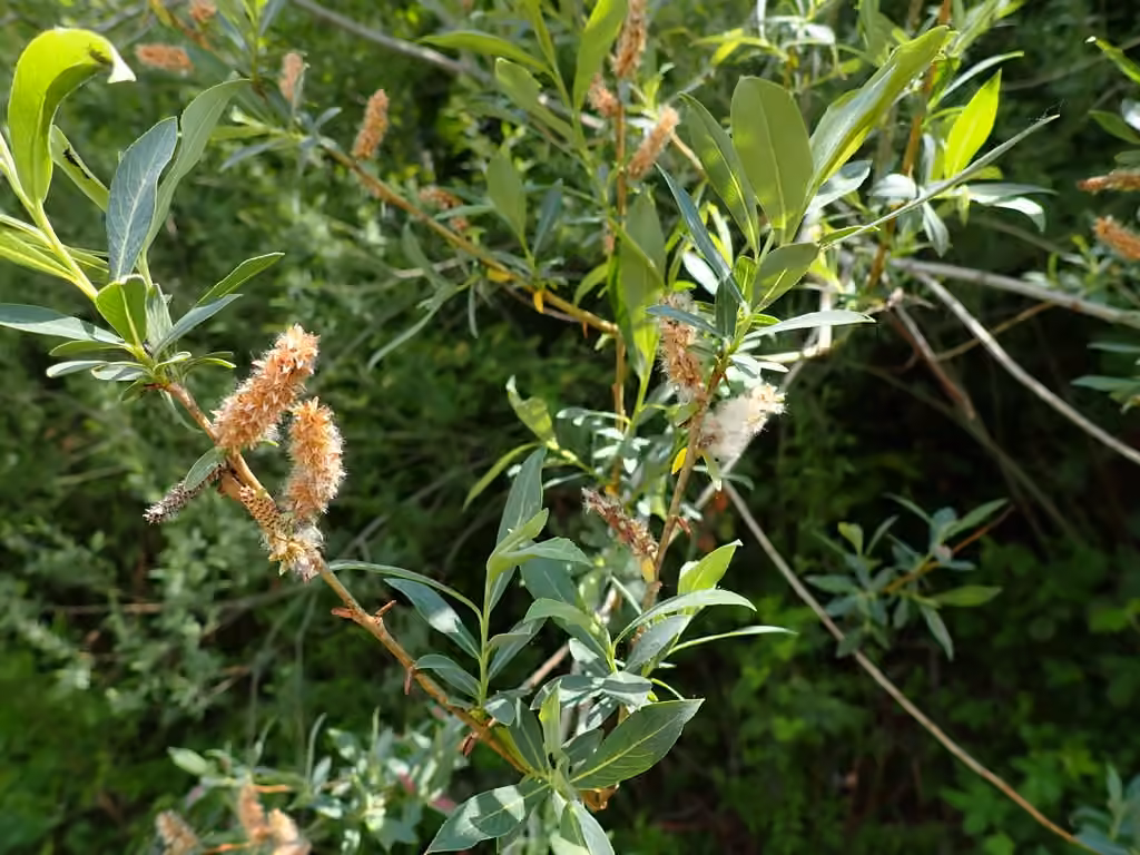 Saule pourpre, En fruits