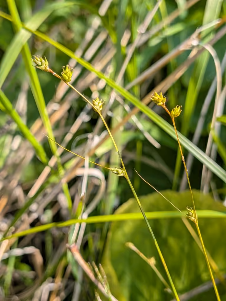 Carex brunâtre, En fruits