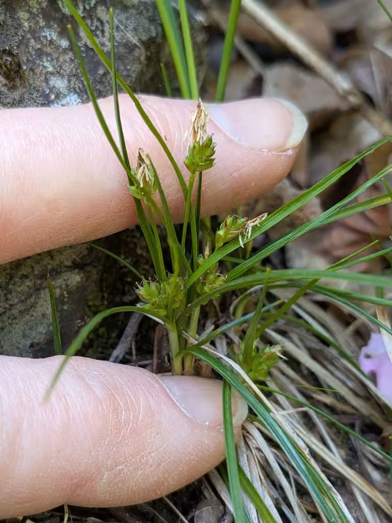 Carex en ombelle, En fleurs
