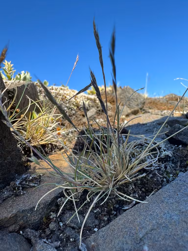 Alpine fescue, In flower