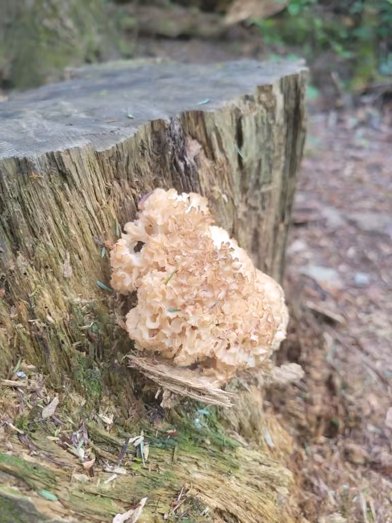 American cauliflower mushroom, photo 3 sur 5