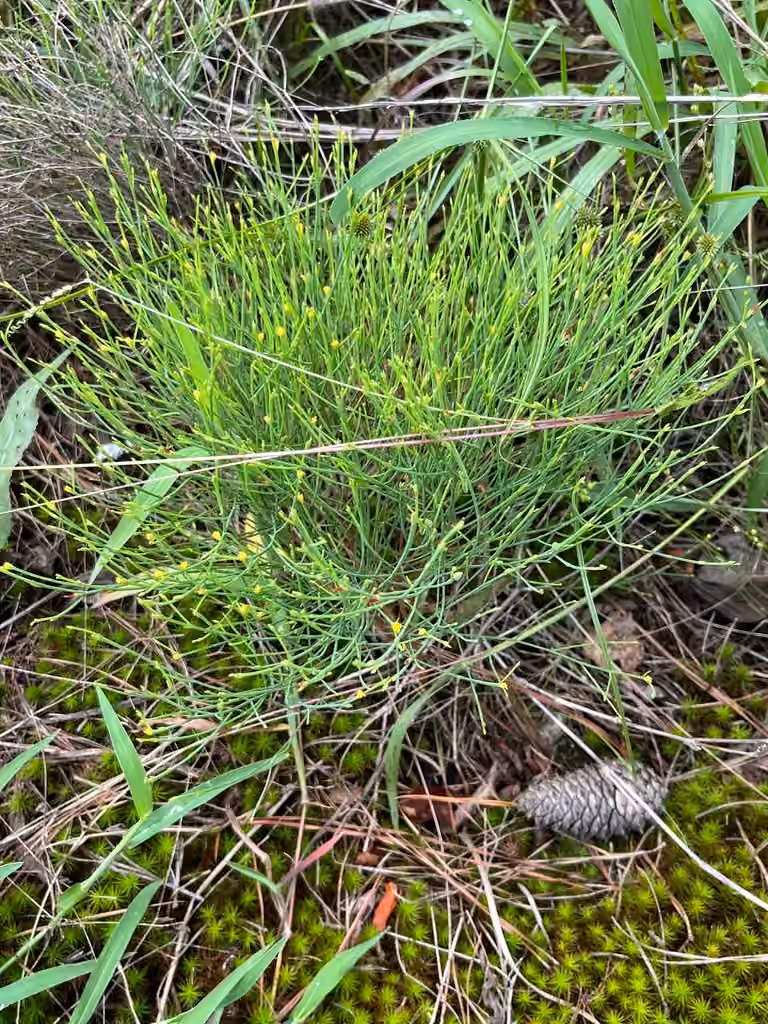 Millepertuis fausse-gentiane, En boutons