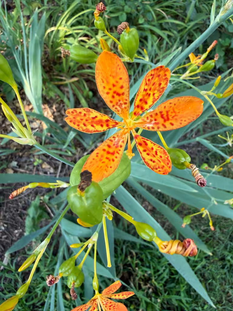 Blackberry lily, In fruit