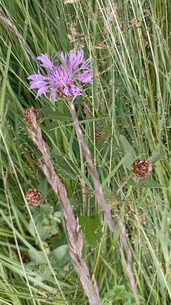 Brownray knapweed, Flower buds