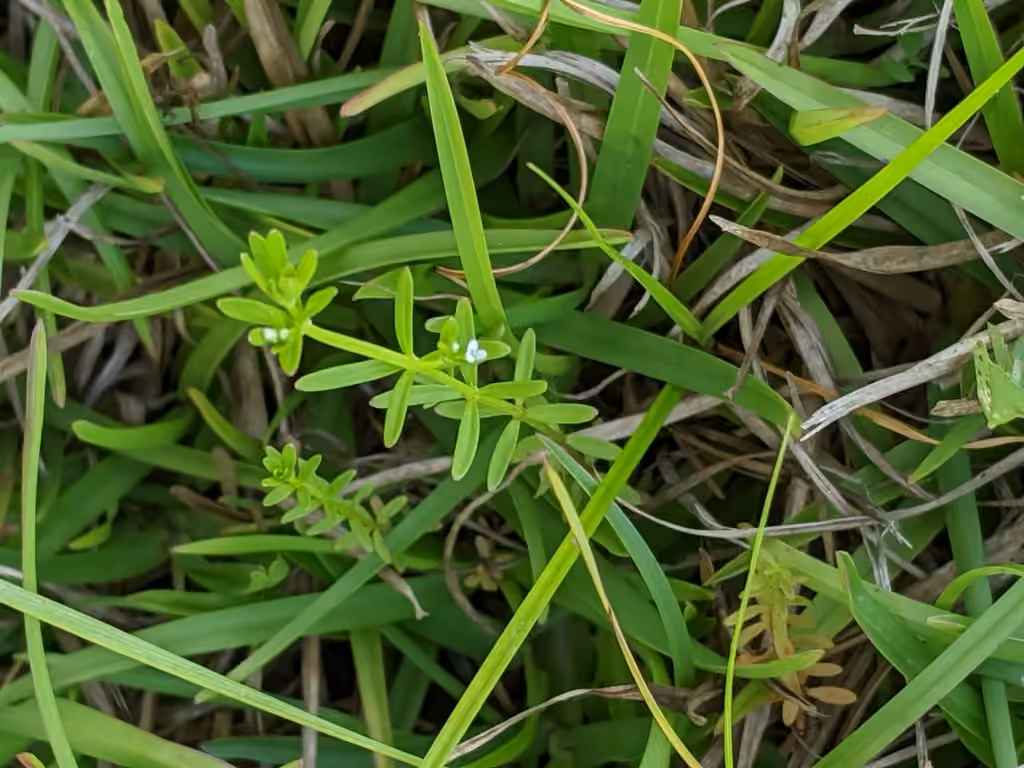 Stiff marsh bedstraw, In flower