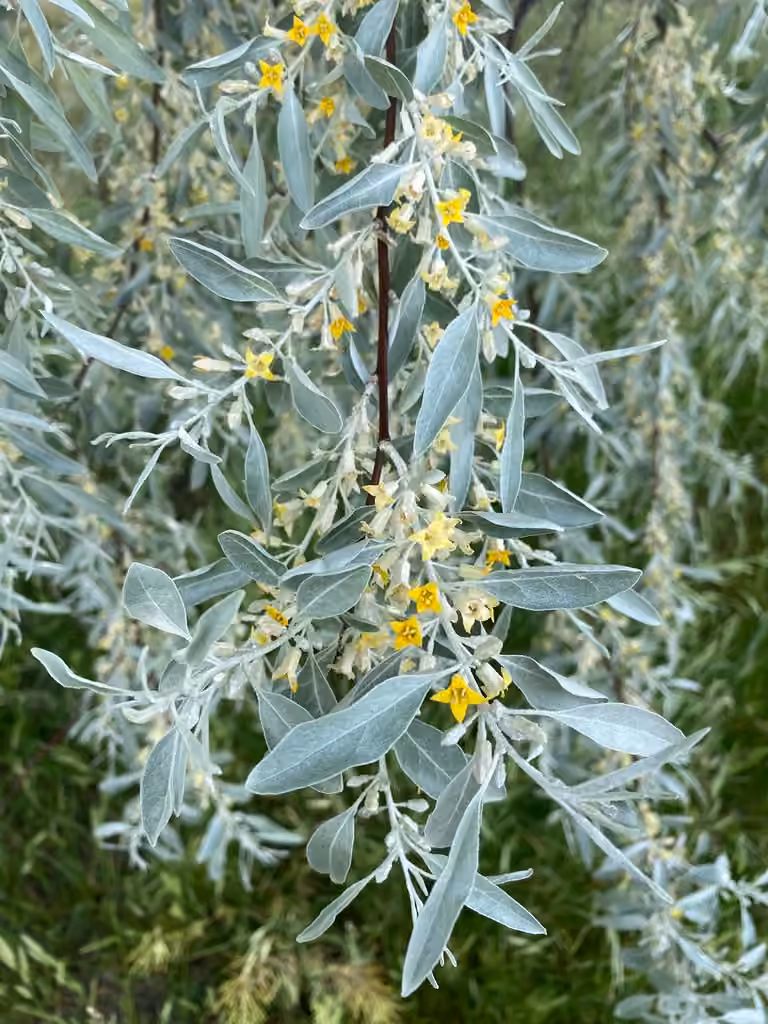 Oleaster, In flower