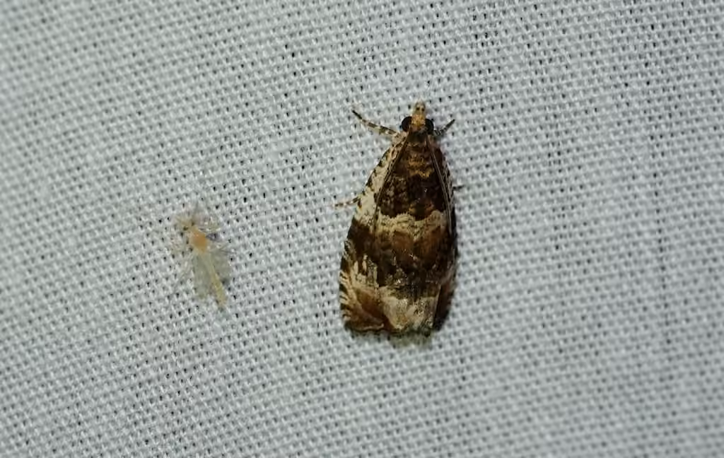 Olethreutes versicolorana, photo 2 of 5